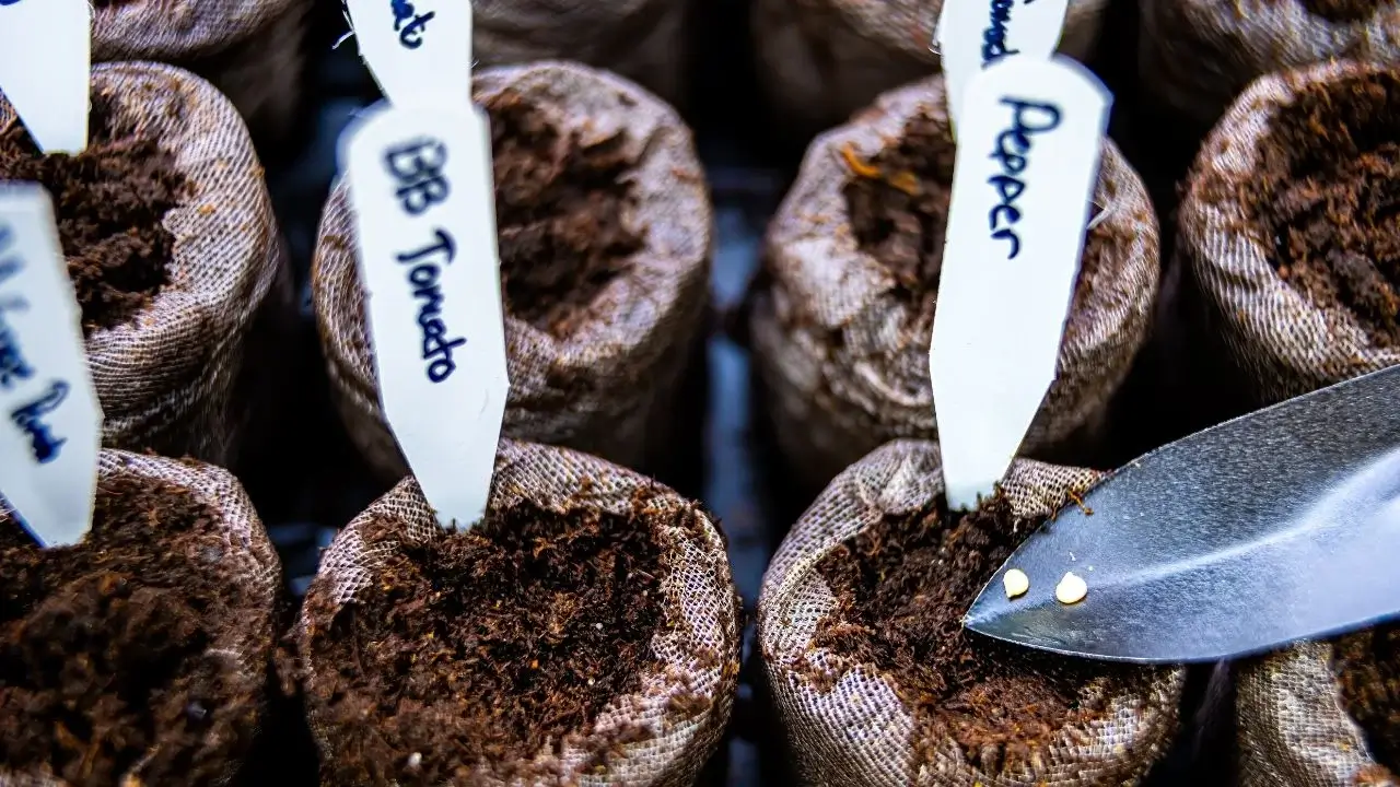 7 vegetais para começar com sementes em fevereiro