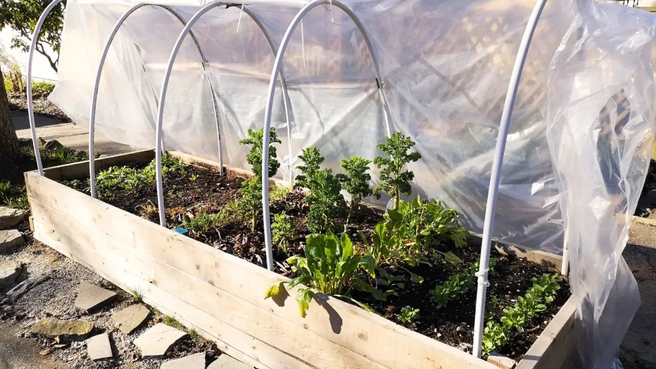 O que plantar em molduras frias e casas de aro em dezembro
