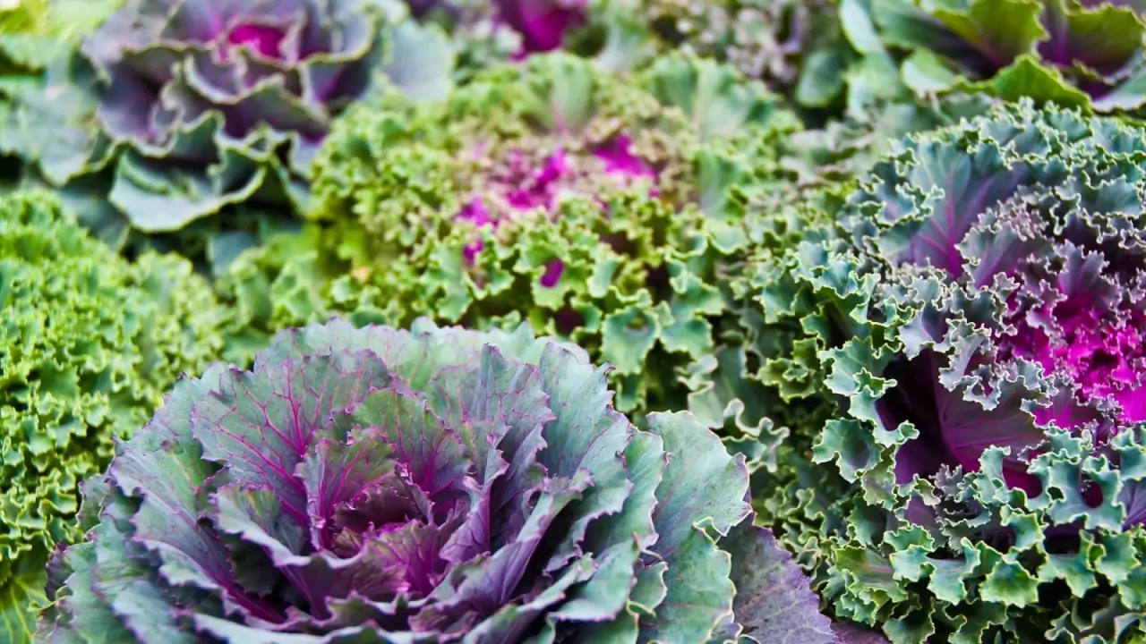 As 9 melhores flores e vegetais para semear no inverno